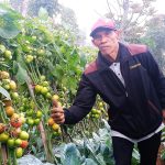 Binaan-4-Amung Hidayat-Petani Tomat Oragi 866-Sumedang-Jawa Barat